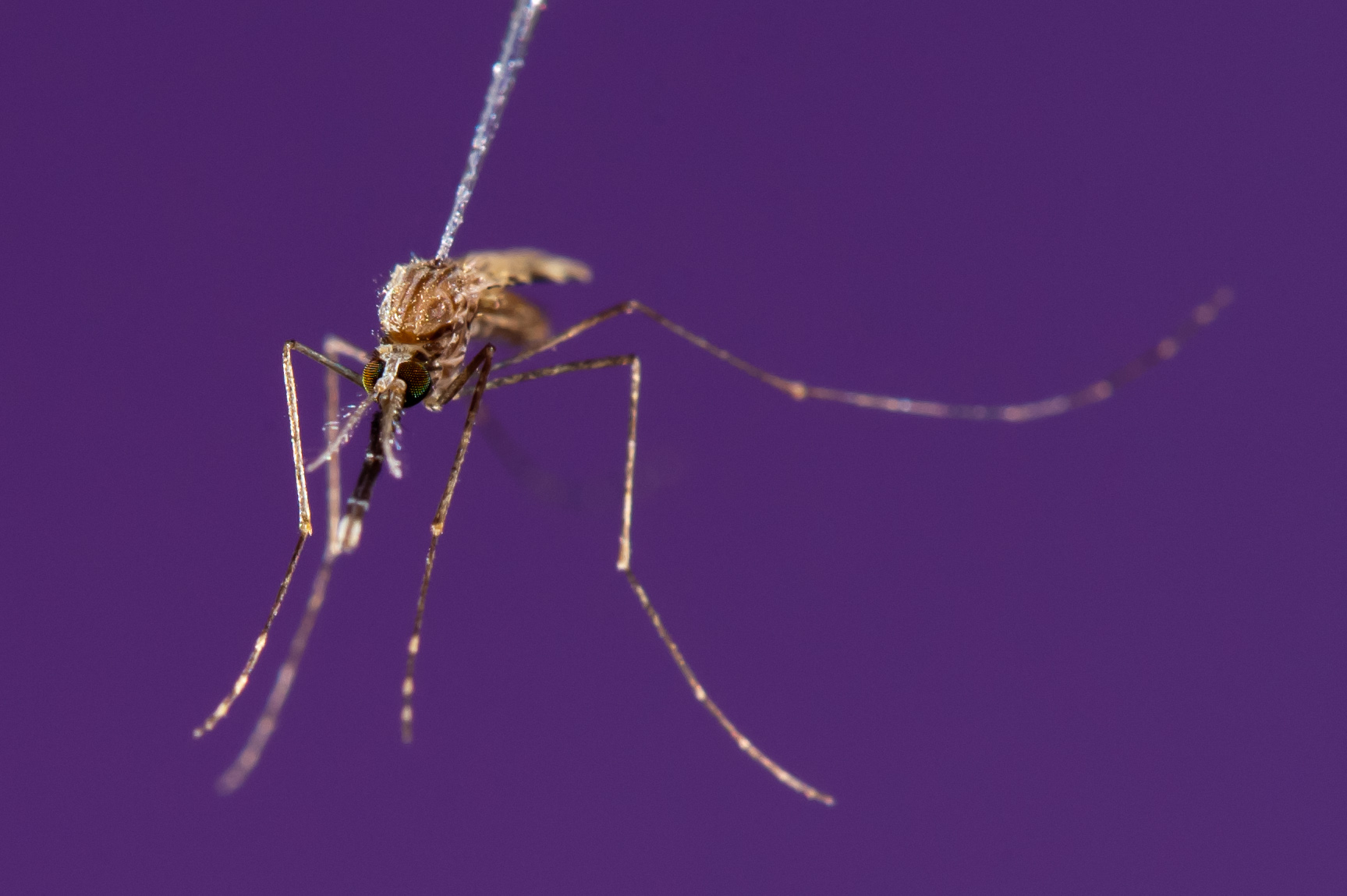 Increased International Travel Spurs U.S. Malaria Cases