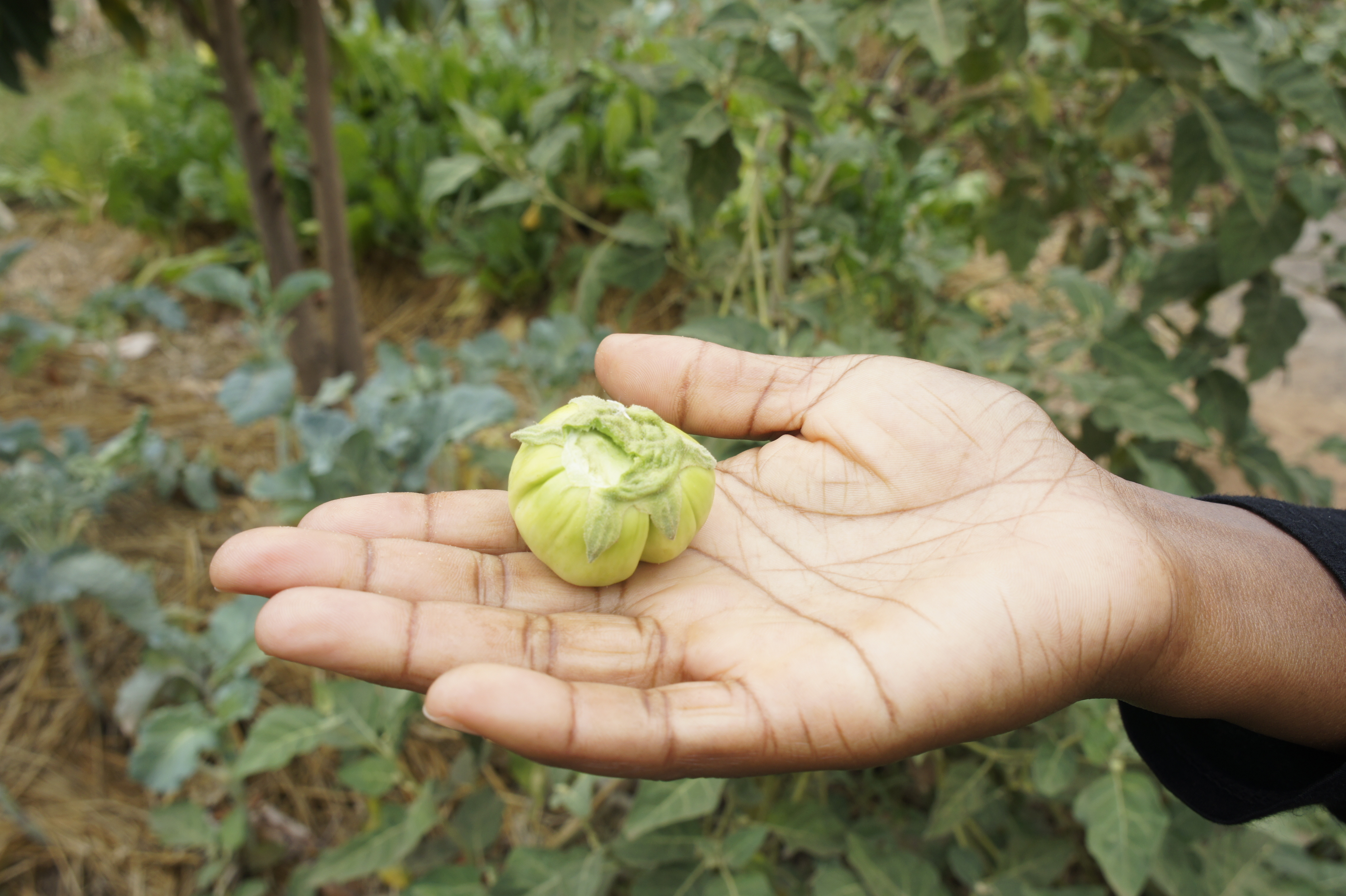 Can Africa Truly Feed Itself and the World?