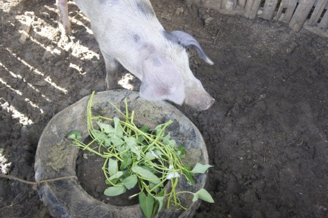 Elsa Morales' Pregnant Sow