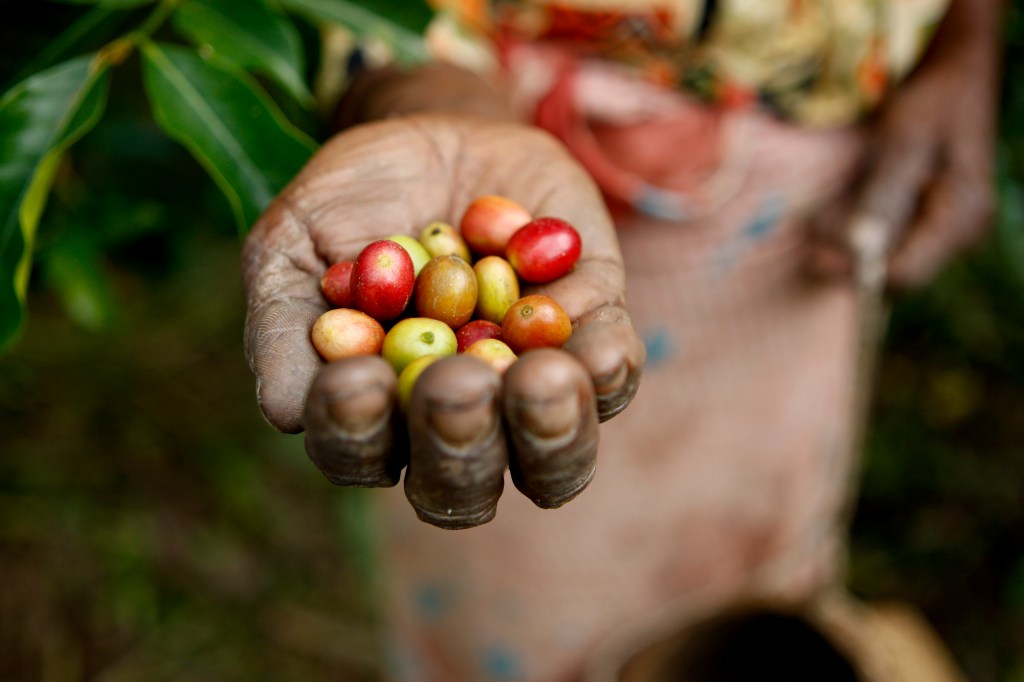 Three Avocados Creates Clean Water and Education Projects Through Coffee&nbsp;Sales