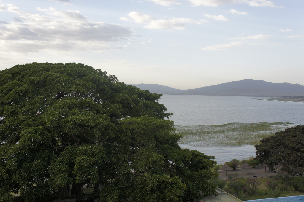 To Combat Climate Change Ethiopia Plants Over 350 Million Trees in 12&nbsp;Hours